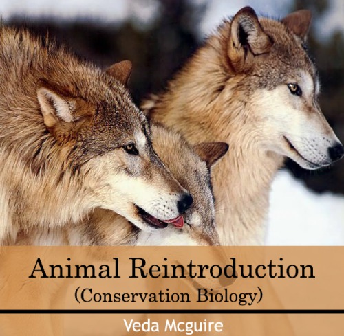 Animal Reintroduction Mcguire Veda