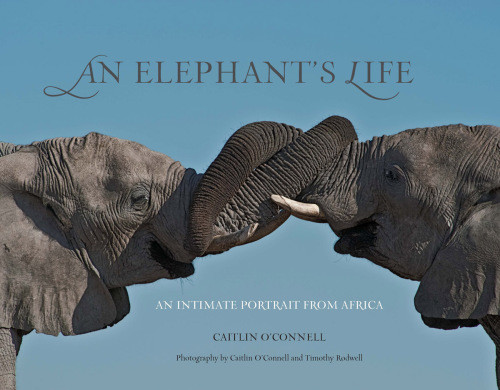 An Elephants Life An Intimate Portrait From Africa Oconnell