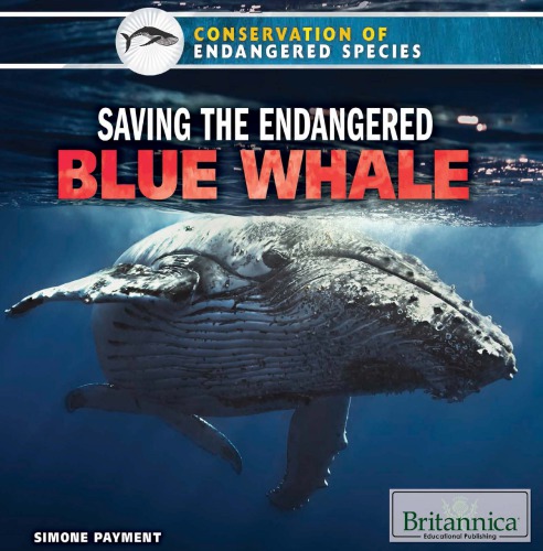 Saving The Endangered Blue Whale Payment Simone