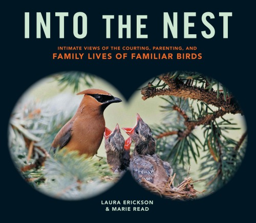 Into The Nest Into The Nest Intimate Views Of The Courting Parenting And Family Lives Of Familiar Birds Laura Erickson Marie Rea