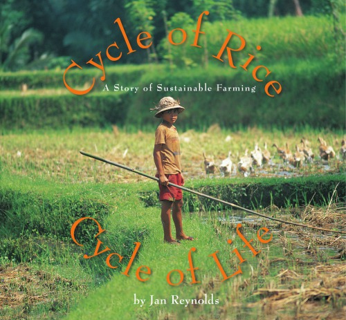 Cycle Of Rice Cycle Of Life 1st Ed Reynolds Jan