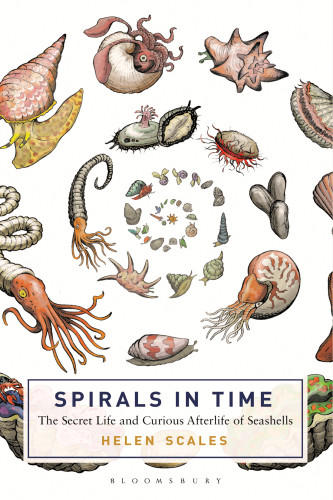 Spirals In Time The Secret Life And Curious Afterlife Of Seashells Scales