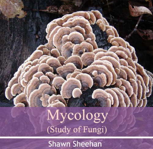 Mycology Sheehan Shawn