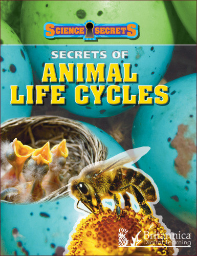 Secrets Of Animal Life Cycles Solway Andrew