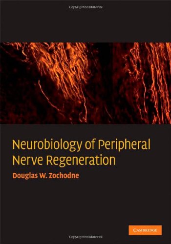 Neurobiology Of Peripheral Nerve Regeneration 1st Edition Douglas W Zochodne