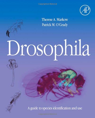 Drosophila A Guide To Species Identification And Use Therese A Markow