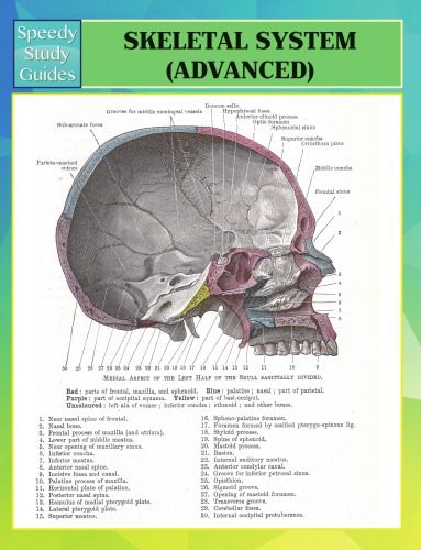 Skeletal System Advanced Speedy Study Guides Speedy Publishing