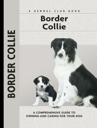 Border Collie Stephen Sussam