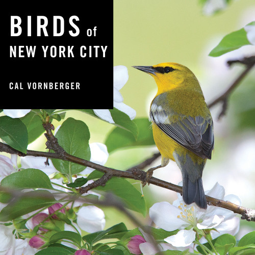 Birds Of New York City Cal Vornberger