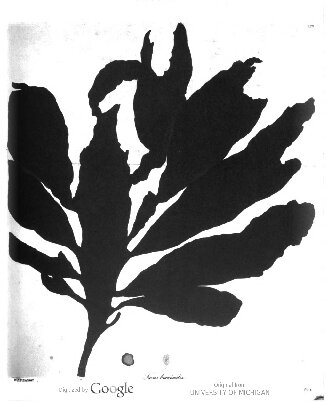 Ocean Flowers Impressions From Nature Carol Armstrong And Catherine De Zegher