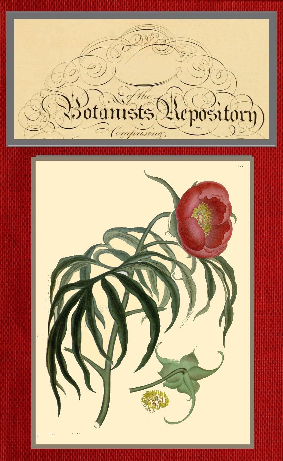 The Botanists Repository For New And Rare Plants Vol 08 Of 10 Henry Cranke Andrews