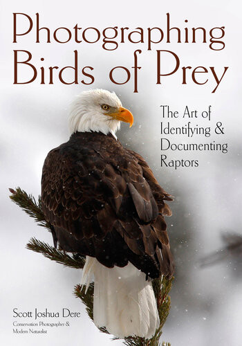 Photographing Birds Of Prey The Art Of Identifying Documenting Raptors 1st Edition Scott Joshua Dere