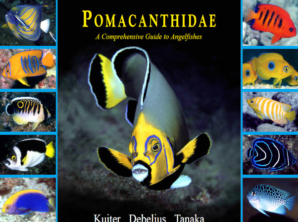 Pomacanthidae A Comprehensive Guide To Angelfishes Kuiter Debelius