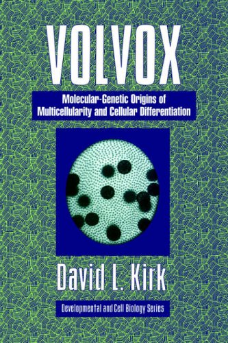Volvox A Search For The Molecular And Genetic Origins Of Multicellularity And Cellular Differentiation David L Kirk