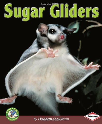 Sugar Gliders Elizabeth Osullivan