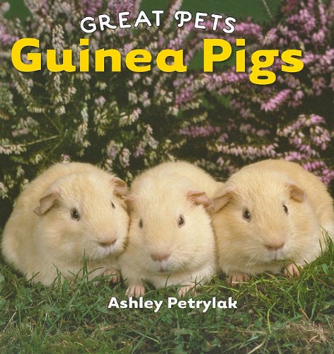 Guinea Pigs Great Pets Ashley Petrylak
