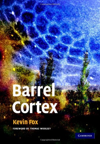 Barrel Cortex 1st Edition Kevin Fox