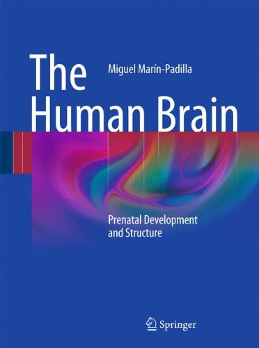 The Human Brain Prenatal Development And Structure 1st Edition Miguel Marnpadilla Auth