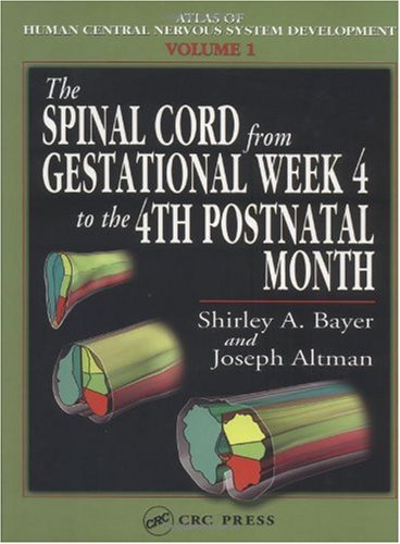 The Spinal Cord From Gestational Week 4 To The 4th Postnatal Month Atlas Of Human Central Nervous System Development 1st Edition Shirley A Bayer