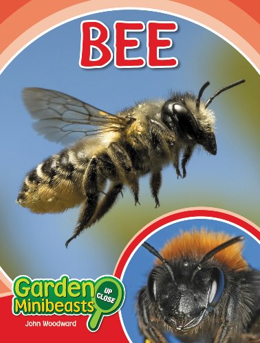 Bee Garden Minibeasts Up Close 1st Edition John Woodward