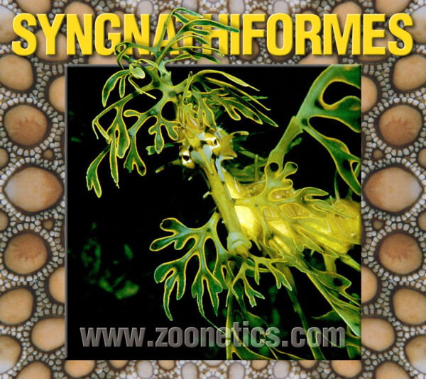 Syngnathiformes Seahorses Seadragons Pipehorses Pipefishes And Relatives Rudie H Kuiter