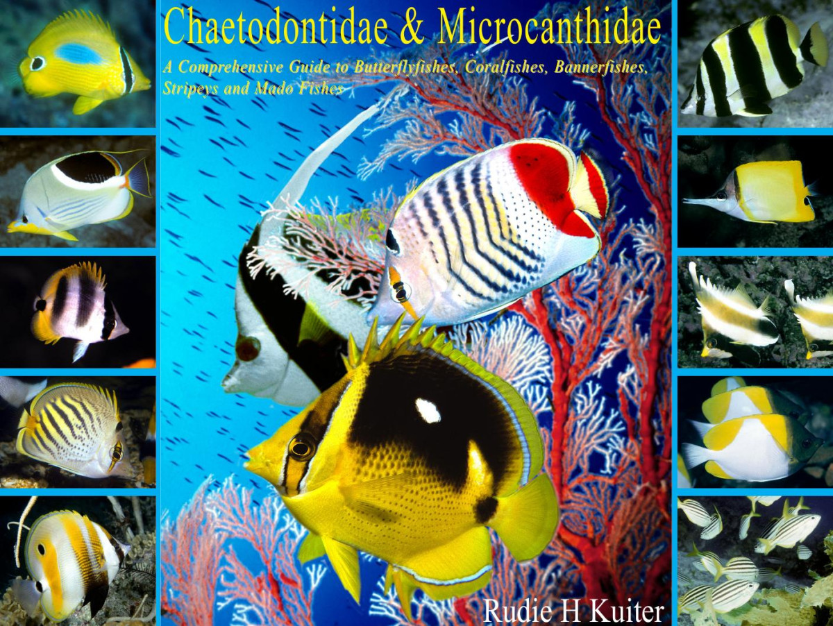 Chaetodontidae And Microcanthidae A Comprehensive Guide To Butterflyfishes Coralfishes Bannerfishes Stripeys And Mado Fishes Rudie H Kuiter
