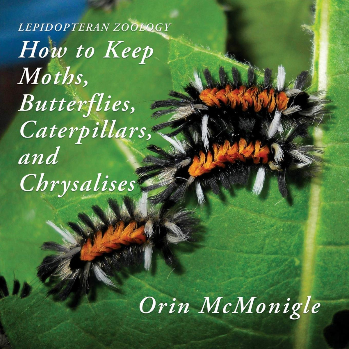 Lepidopteran Zoology How To Keep Moths Butterflies Caterpillars And Chrysalises Orin Mcmonigle
