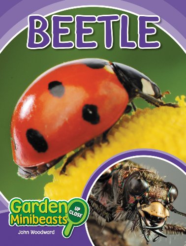 Beetle Garden Minibeasts Up Close 1st Edition John Woodward