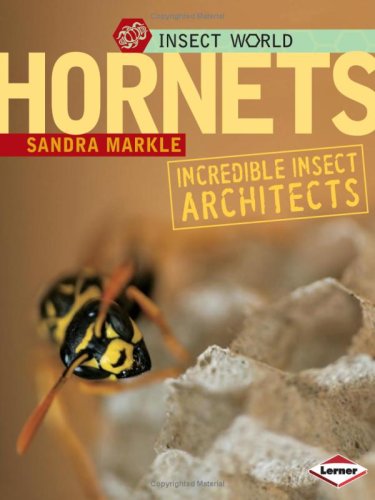 Hornets Incredible Insect Architects Insect World Sandra Markle
