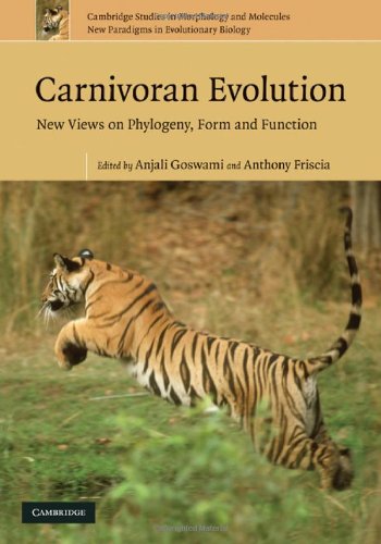 Carnivoran Evolution New Views On Phylogeny Form And Function Anjali Goswami